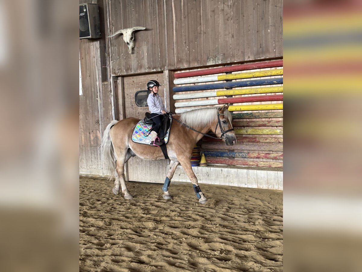 Haflinger Wallach 26 Jahre 145 cm in Fu&#xDF;ach