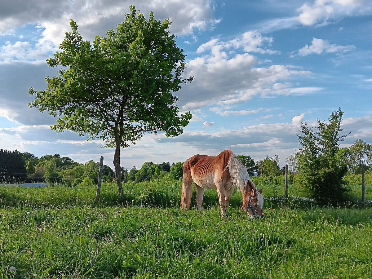 Haflinger Wallach 27 Jahre 146 cm Fuchs in Rheinbach Haflinger Wallach 27 Jahre 146 cm Fuchs in Rheinbach