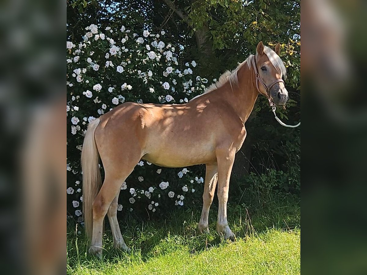 Haflinger Wallach 2 Jahre 145 cm Fuchs in Haiming