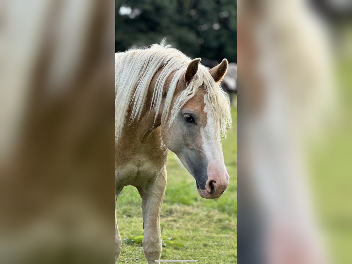 Haflinger Wallach 2 Jahre 145 cm Fuchs in Winklarn