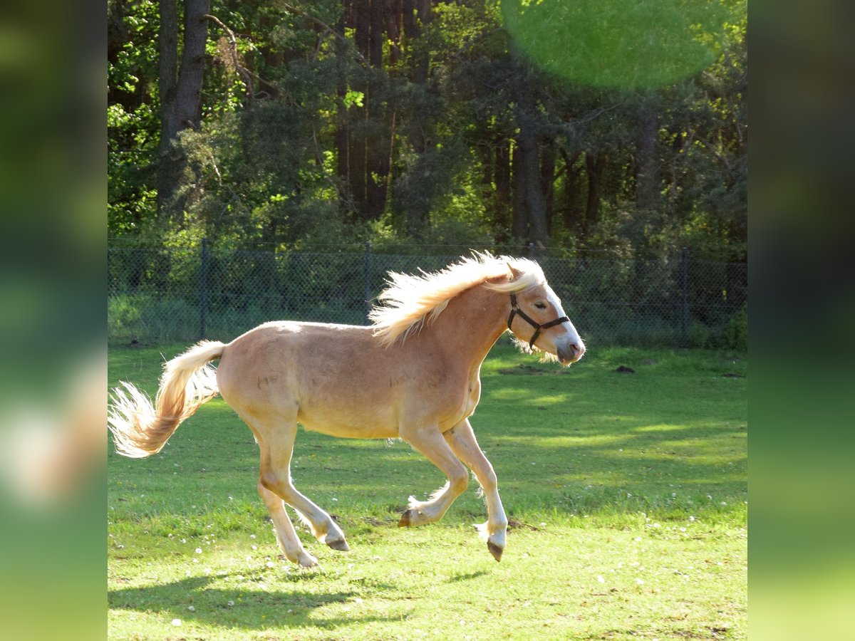Haflinger Wallach 2 Jahre 146 cm Dunkelfuchs in Hanowo