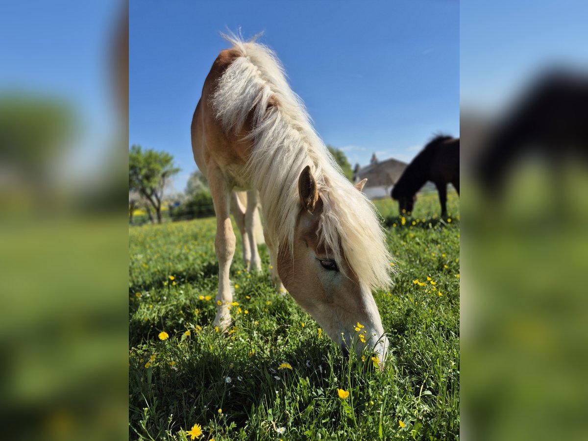 Haflinger Wallach 2 Jahre 146 cm Fuchs in Schrozberg