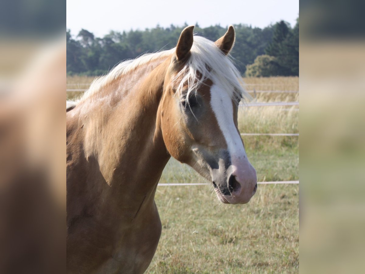 Haflinger Wallach 2 Jahre 148 cm in Gernsheim