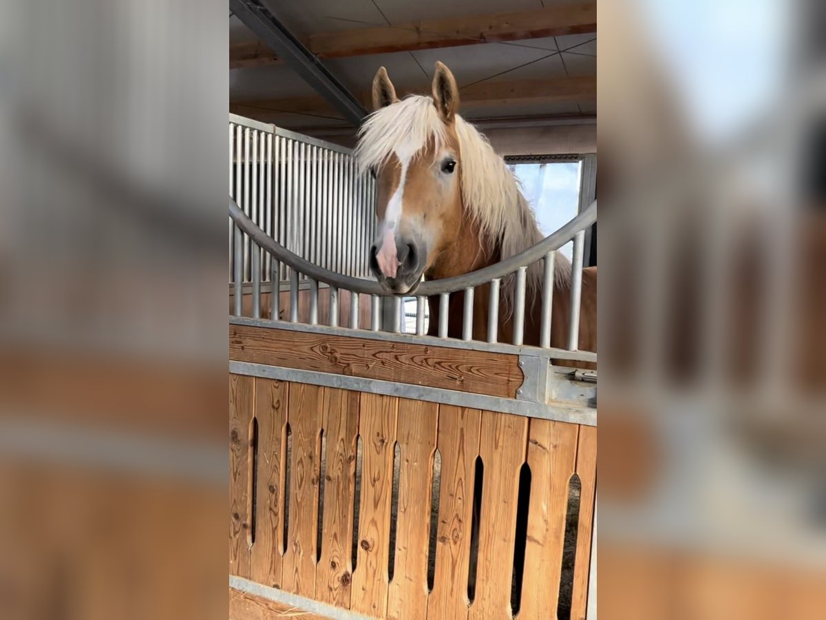 Haflinger Wallach 2 Jahre 148 cm Fuchs in Sieggraben