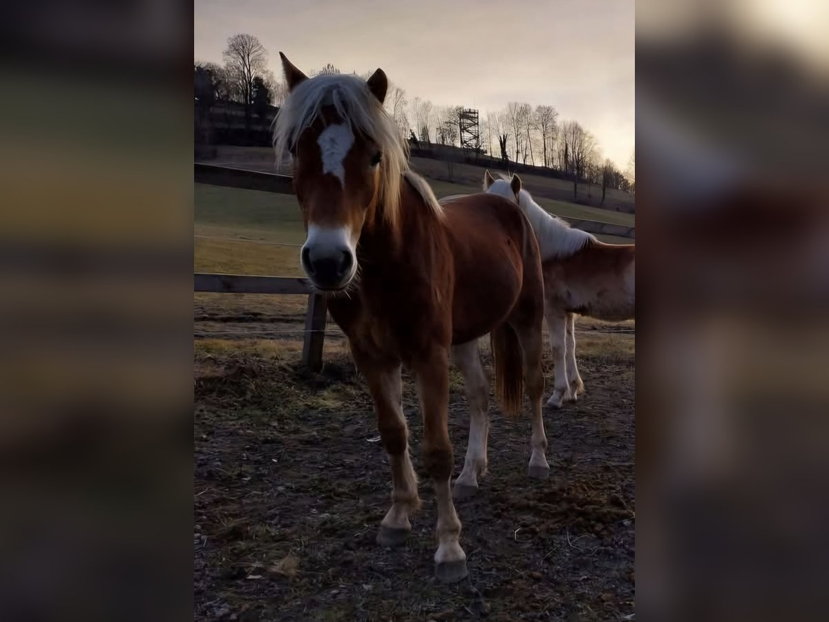 Haflinger Wallach 2 Jahre 153 cm Fuchs in Aigen im Mühlkreis