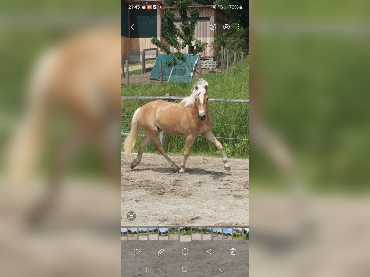Haflinger Wallach 2 Jahre 153 cm Fuchs in Kirchberg