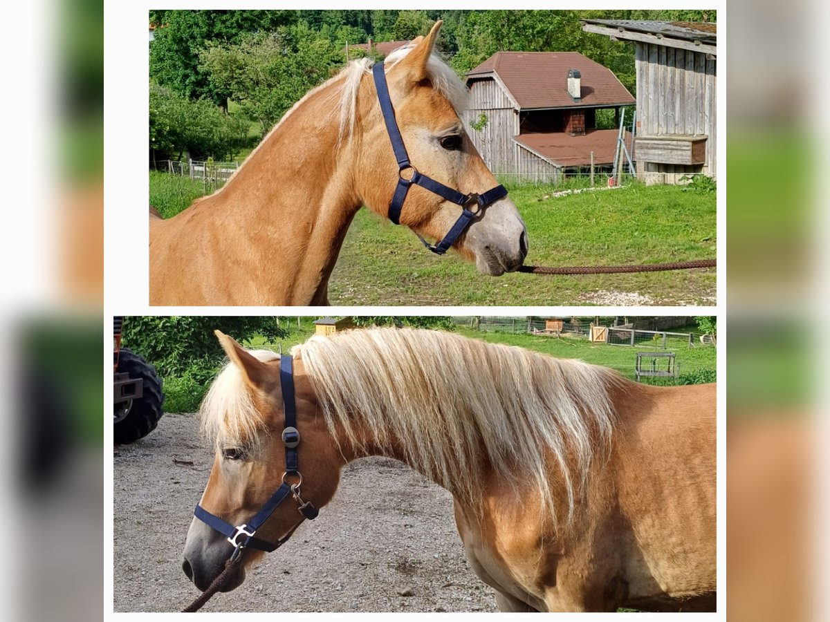 Haflinger Wallach 2 Jahre in Attersee am Attersee
