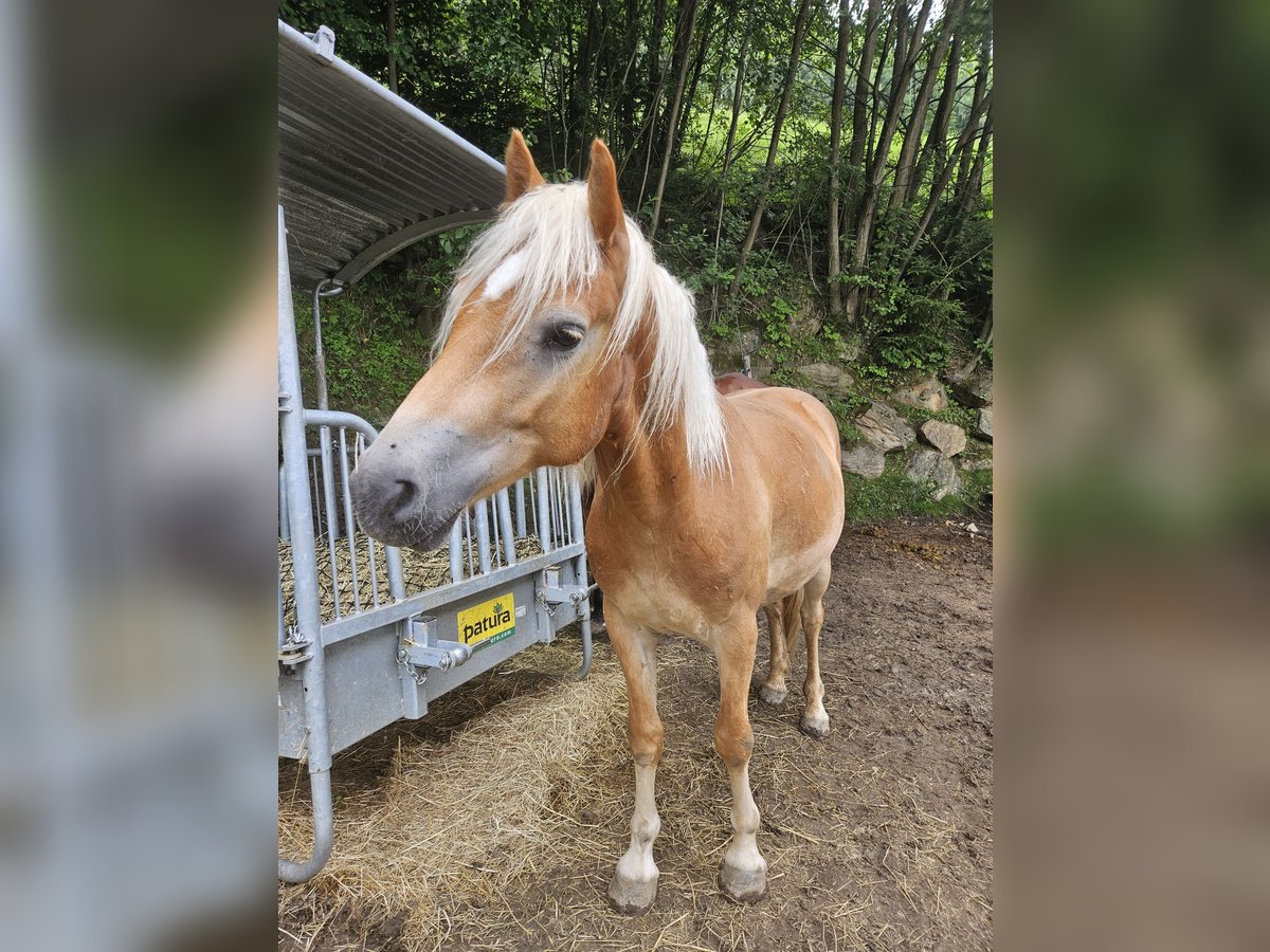 Haflinger Wallach 2 Jahre in Greith
