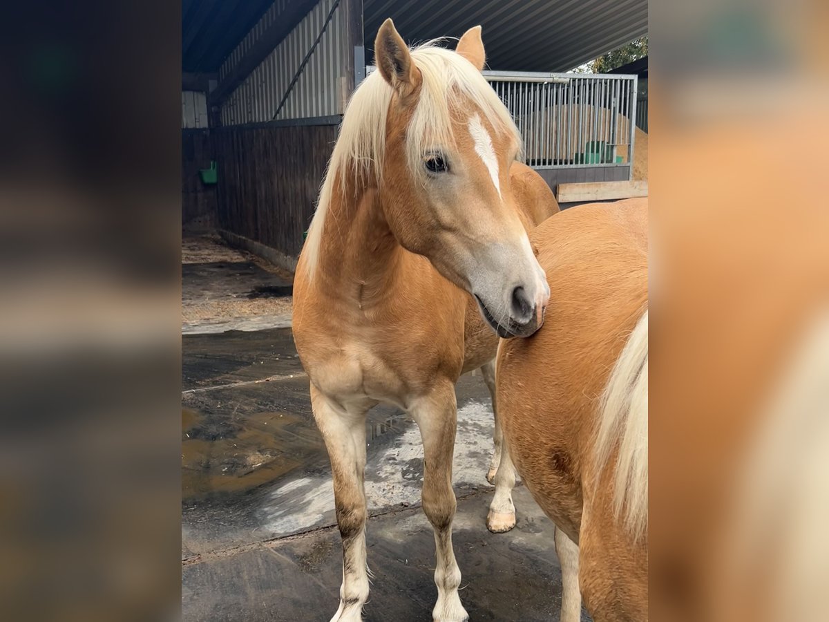 Haflinger Wallach 2 Jahre Fuchs in H&#xFC;rtgenwald