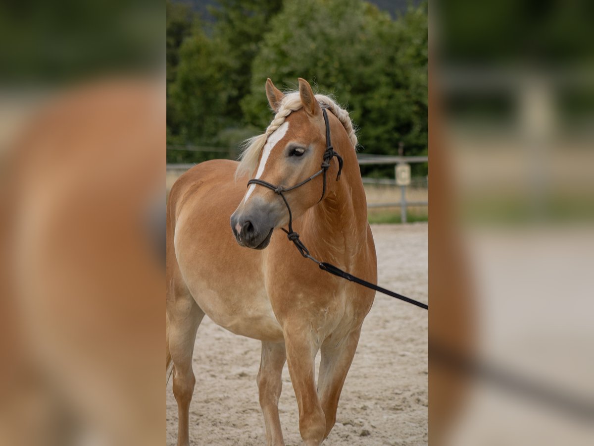Haflinger Wallach 3 Jahre 140 cm Fuchs in Ebern