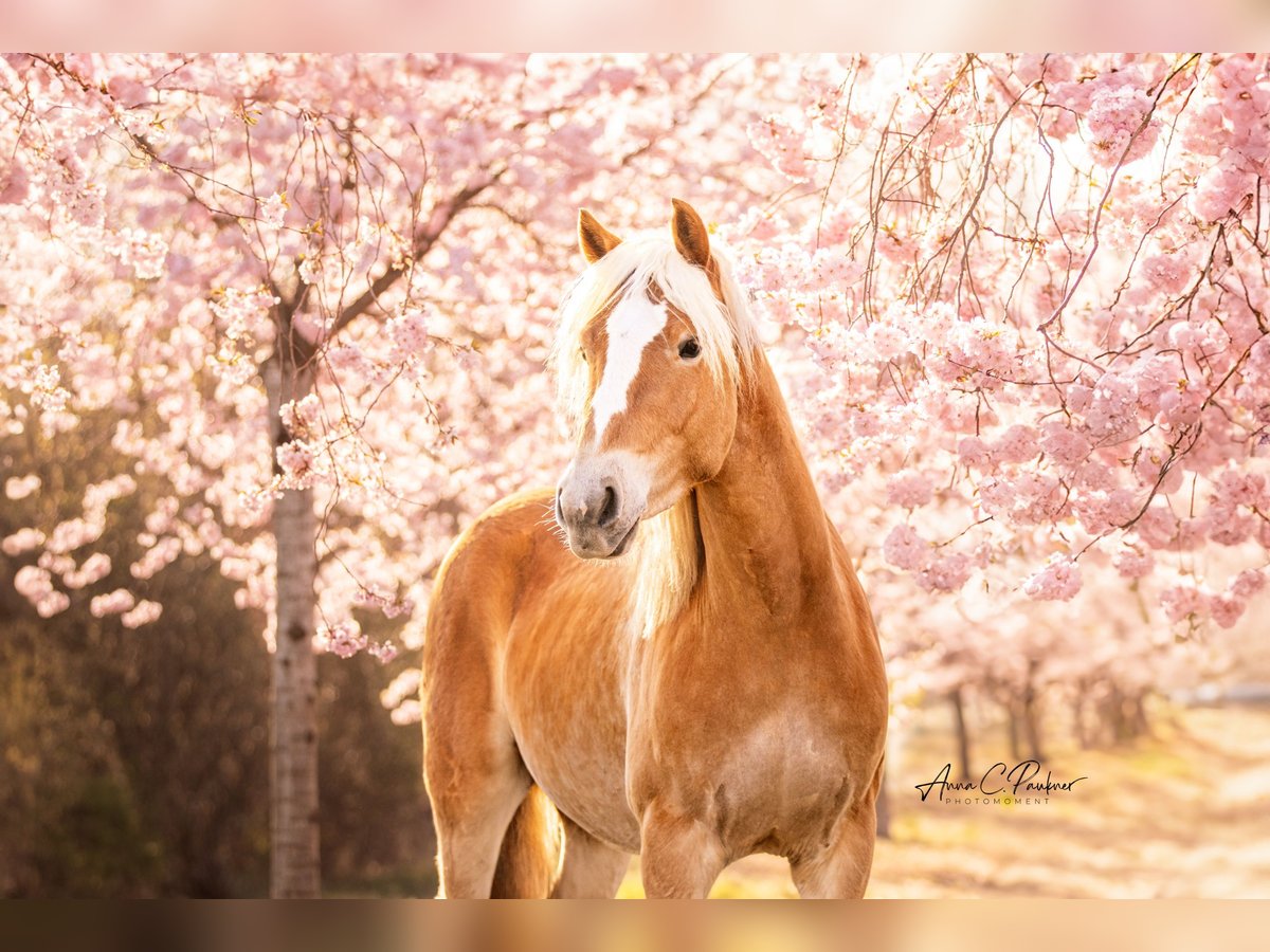Haflinger Wallach 3 Jahre 145 cm Fuchs in Wasb&#xFC;ttel