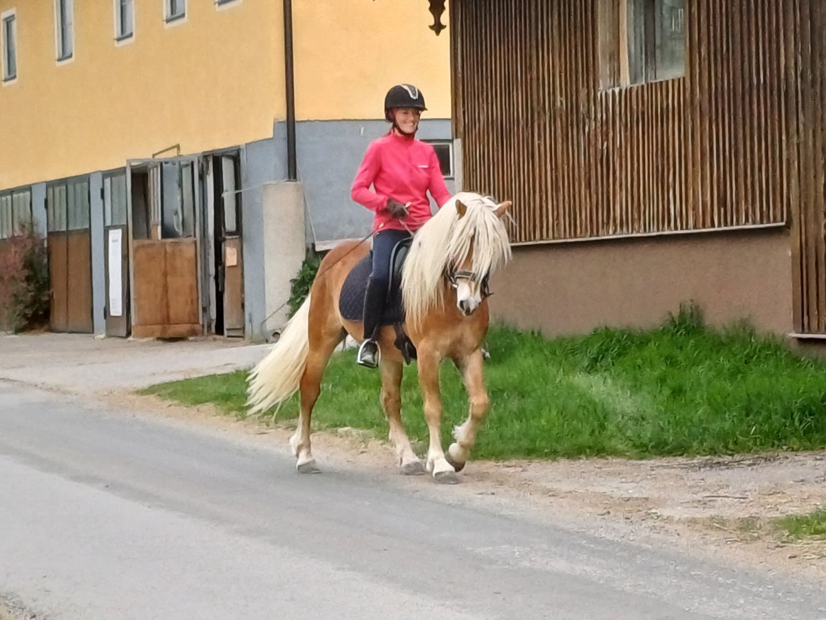 Haflinger Wallach 3 Jahre 146 cm Fuchs in Mattsee