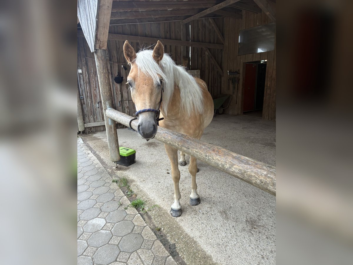 Haflinger Wallach 3 Jahre 147 cm Falbe in Haag in Oberbayern
