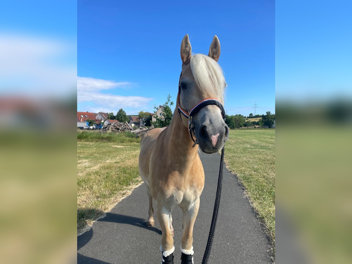 Haflinger Wallach 3 Jahre 147 cm Fuchs in Veitsbronn
