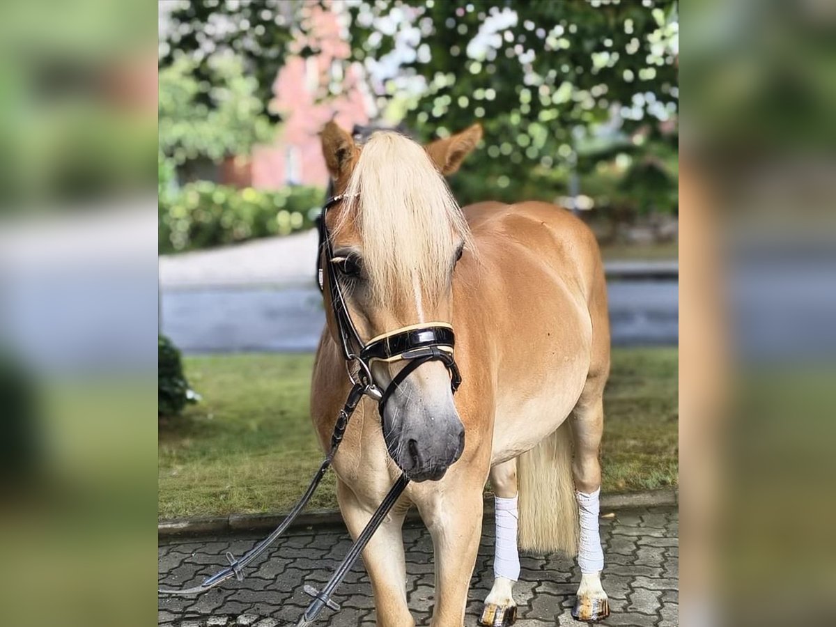 Haflinger, Wallach in Fredenbeck