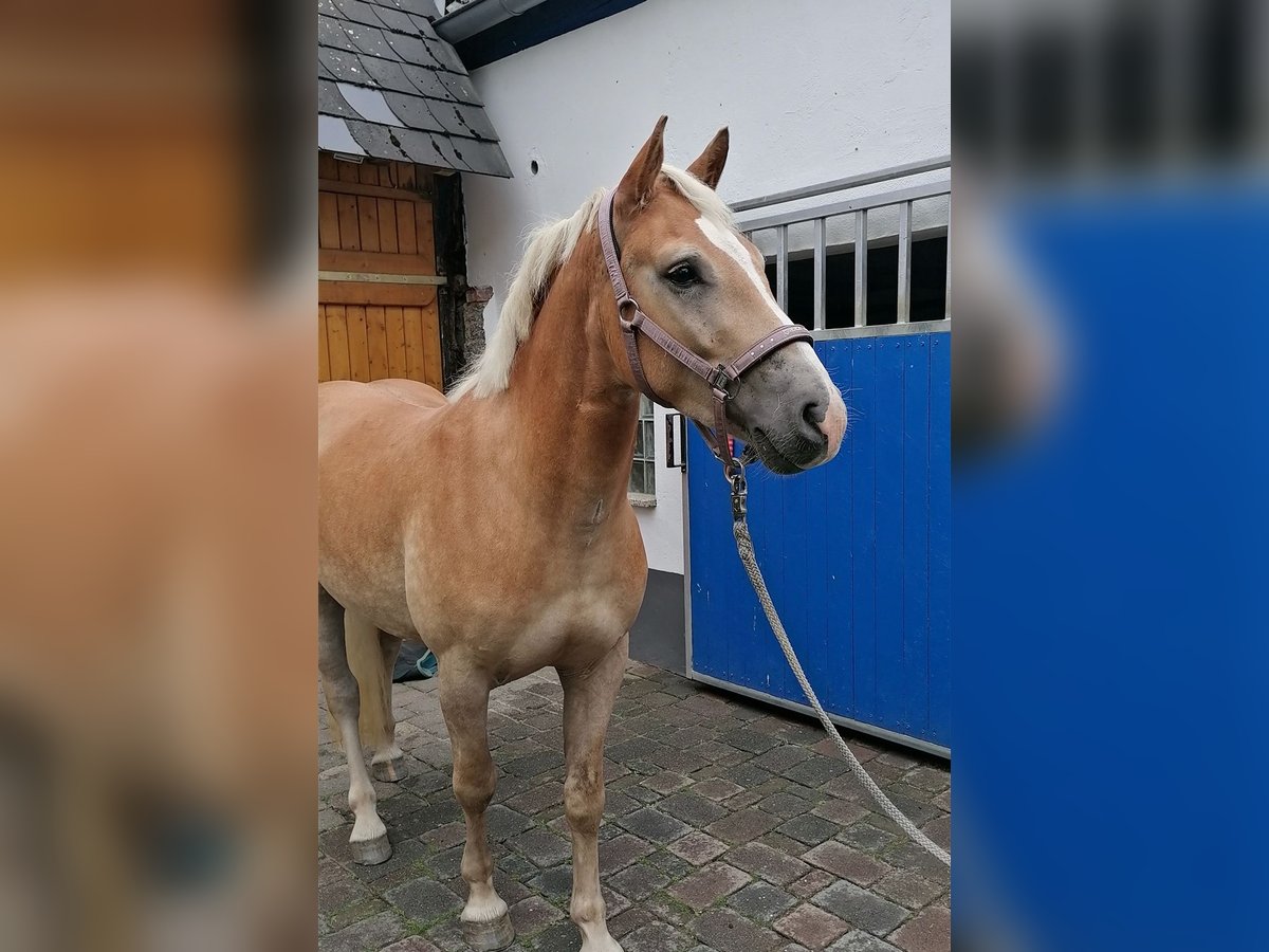 Haflinger Wallach 3 Jahre 148 cm in Heidenrod