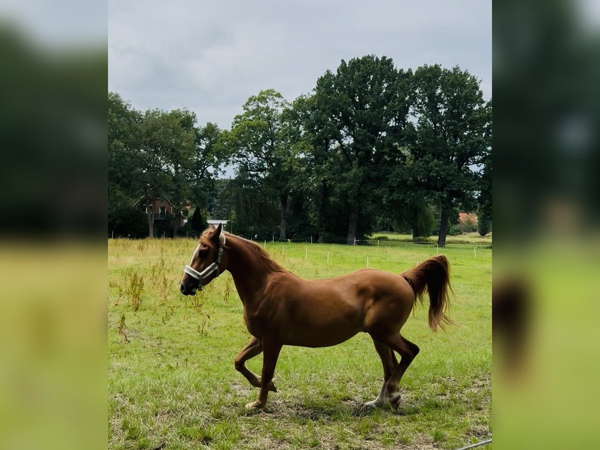 Haflinger Mix Wallach 3 Jahre 148 cm Fuchs in Wallenhorst