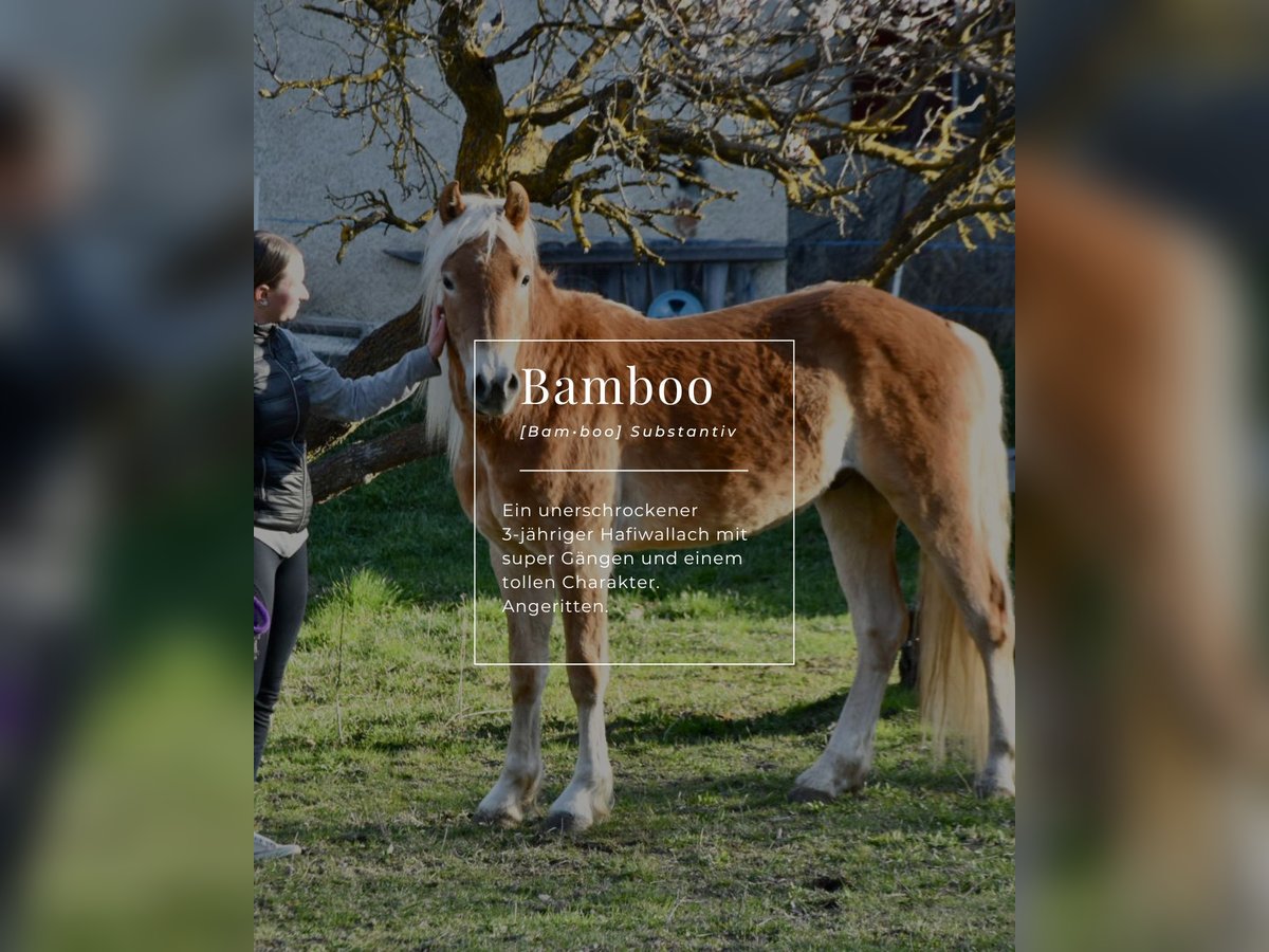 Haflinger Wallach 3 Jahre 149 cm in Nauders