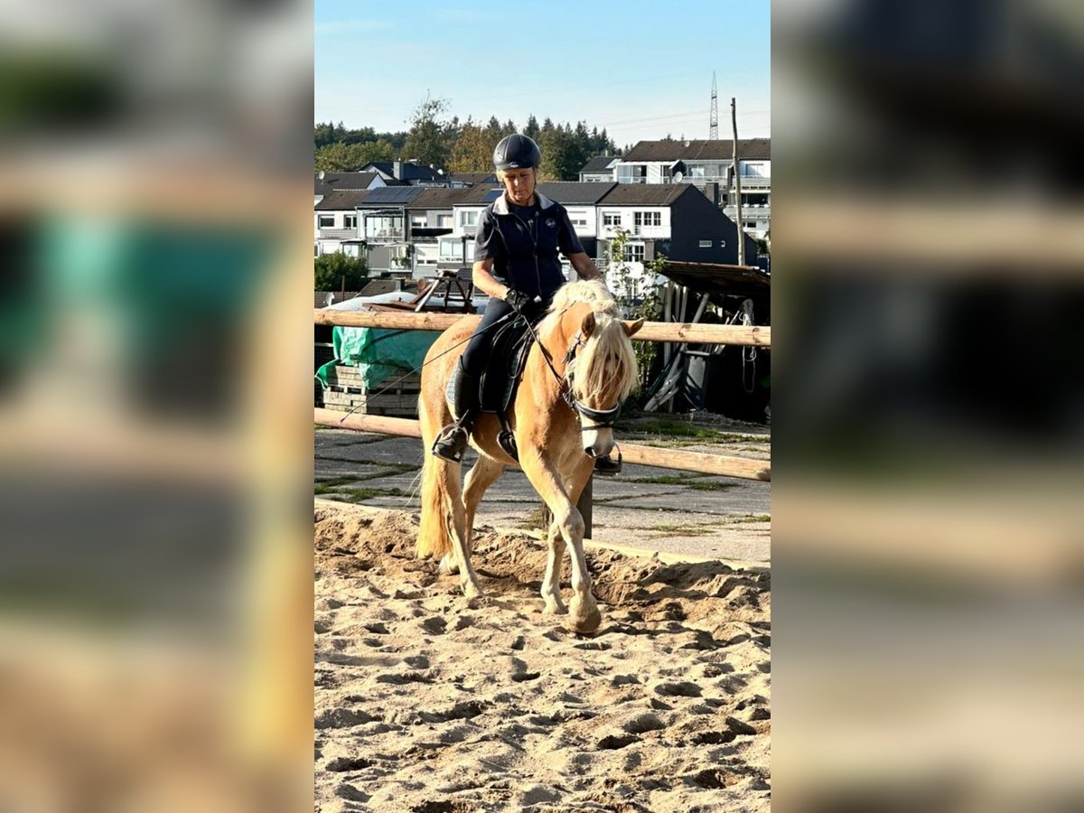 Haflinger Wallach 3 Jahre 150 cm Fuchs in Remscheid