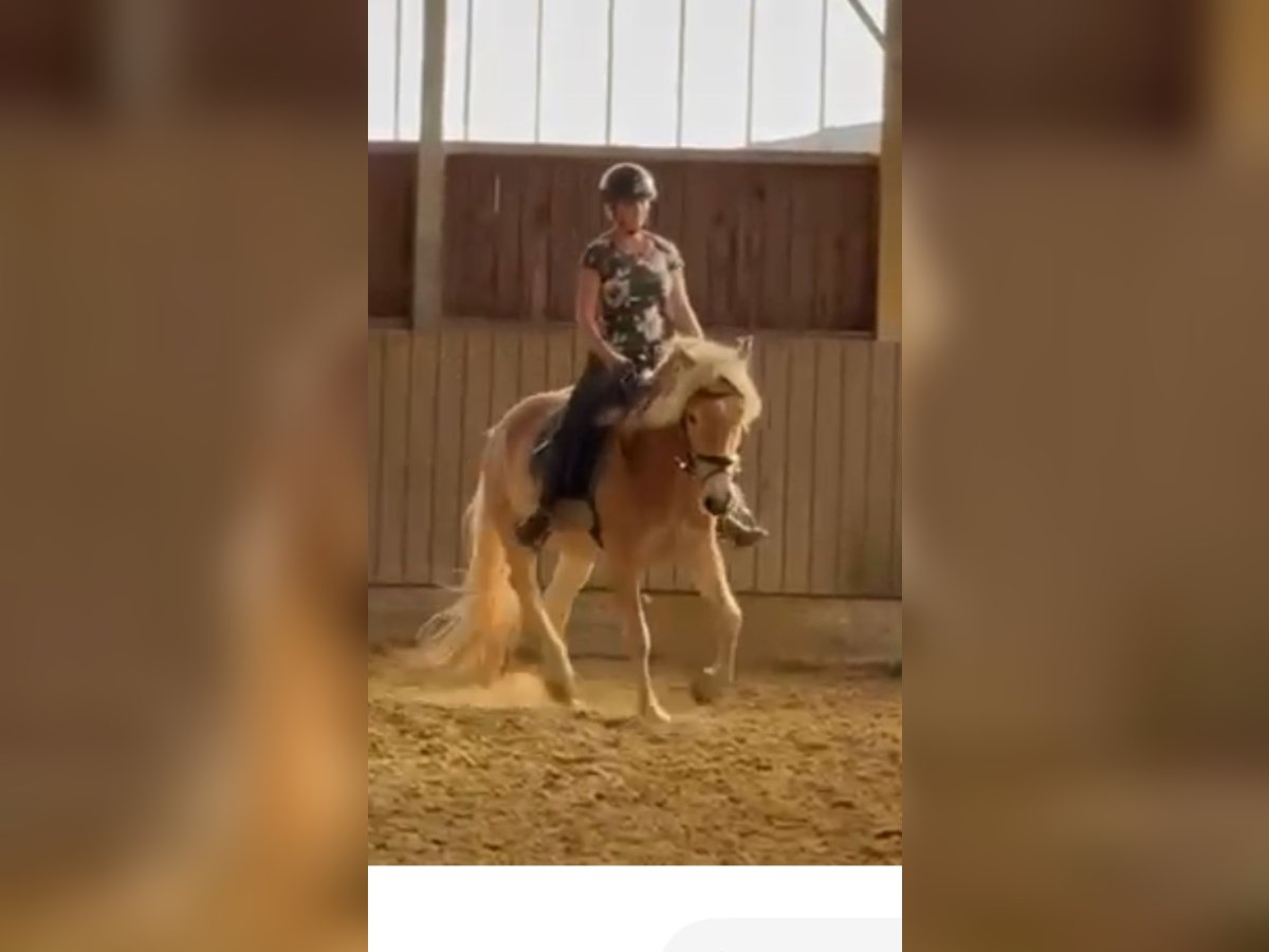 Haflinger Wallach 3 Jahre 150 cm Fuchs in Remscheid