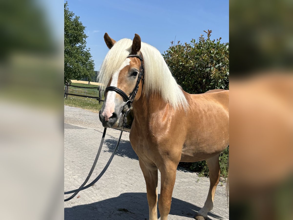 Haflinger Wallach 3 Jahre 150 cm Fuchs in Karlsbad