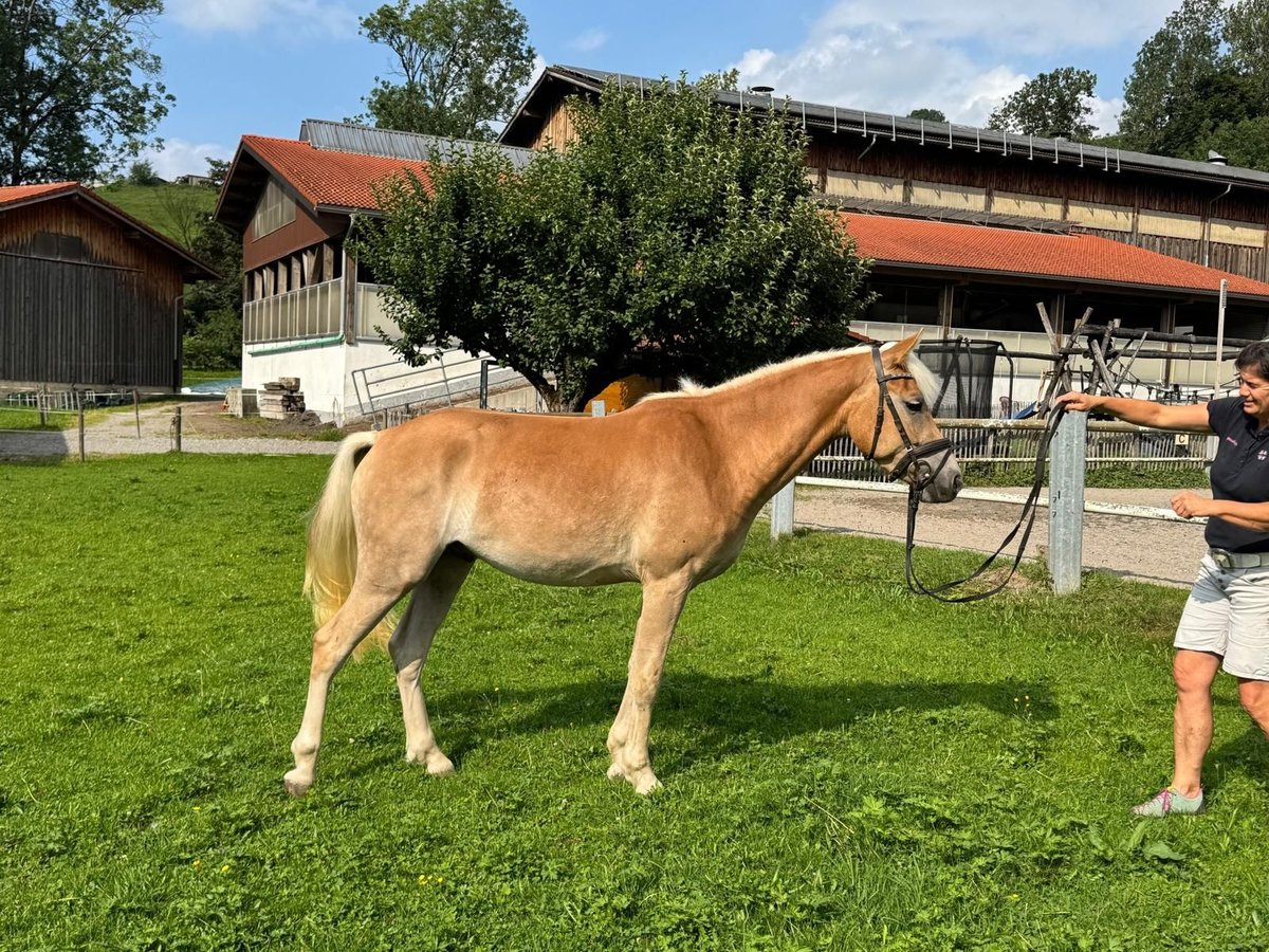 Haflinger Wallach 3 Jahre 150 cm Fuchs in Fischen