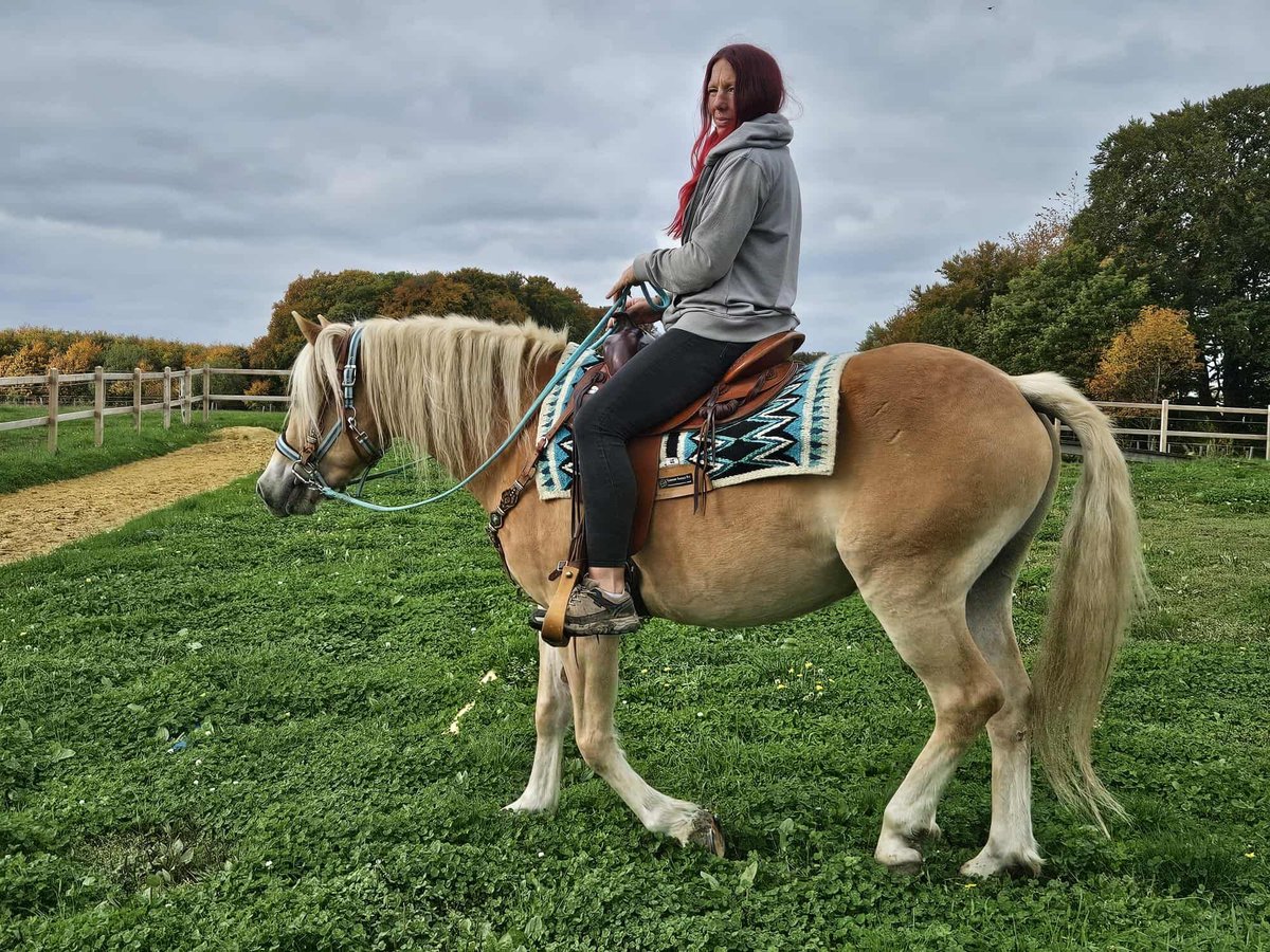 Haflinger Wallach 3 Jahre 150 cm Fuchs in Linkenbach