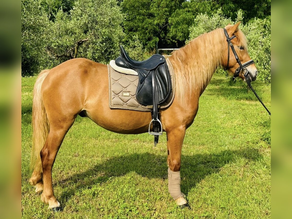Haflinger Wallach 3 Jahre 150 cm Fuchs in Sedena
