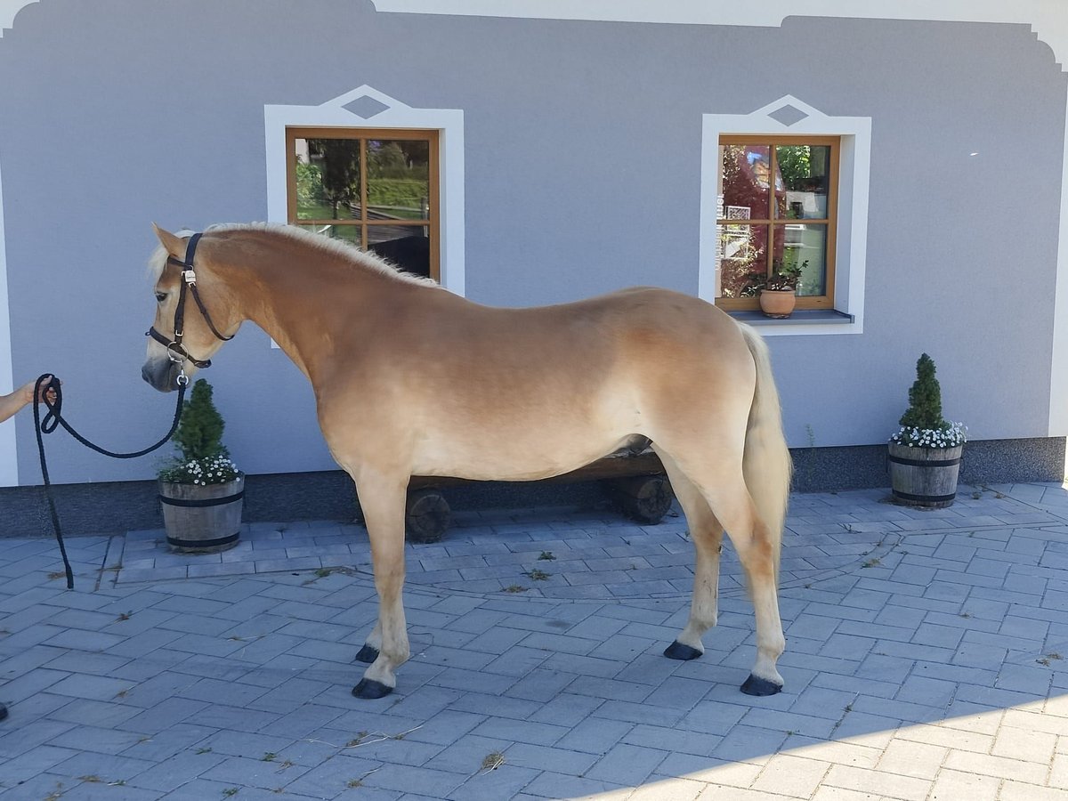 Haflinger Wallach 3 Jahre 151 cm Fuchs in Schleedorf