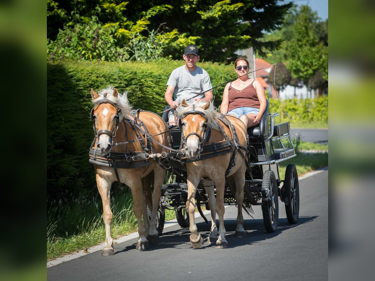 Haflinger Wallach 3 Jahre 151 cm Palomino in Maldegem