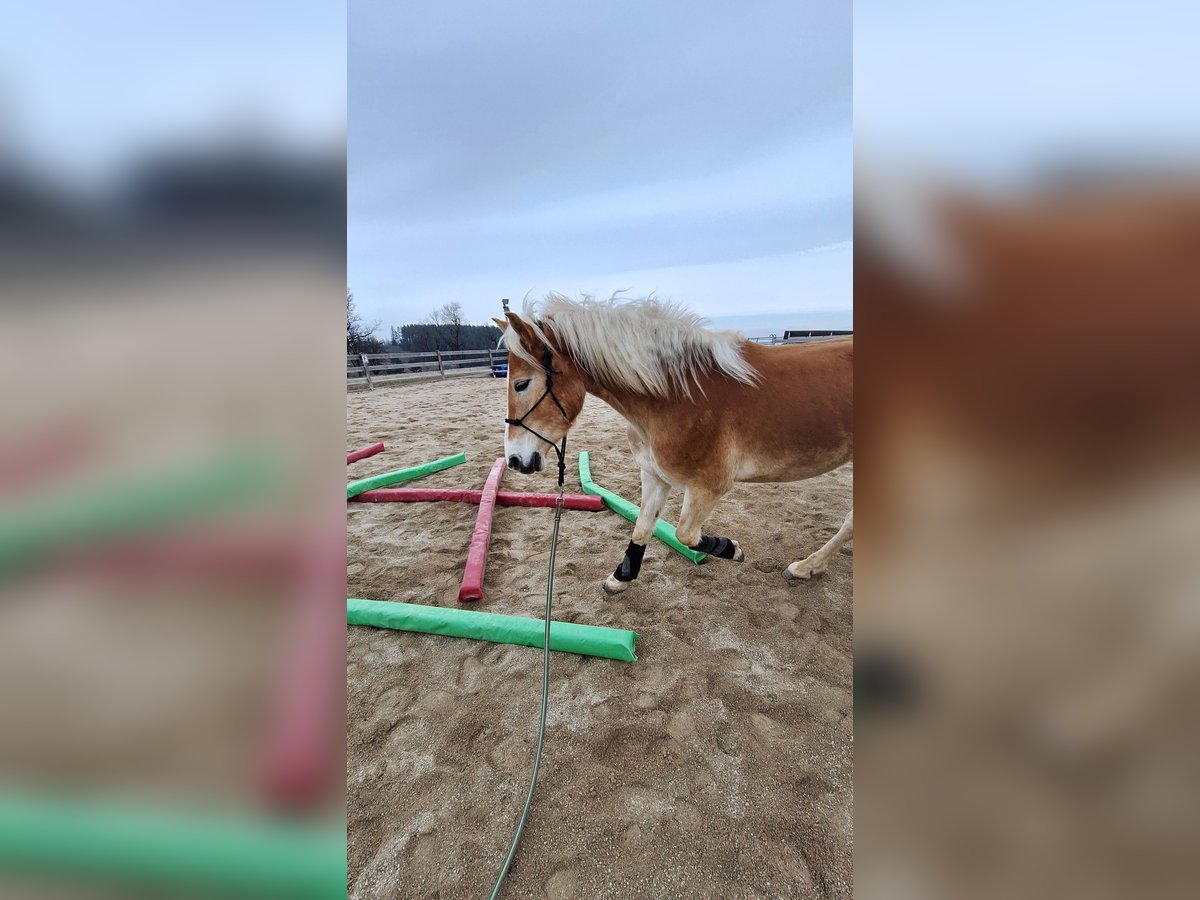 Haflinger Wallach 3 Jahre 152 cm Falbe in Lichtenegg