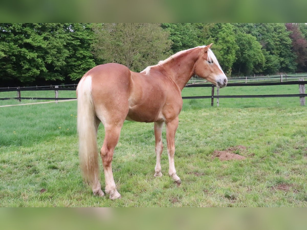 Haflinger Wallach 3 Jahre 152 cm Fuchs in Eschweiler