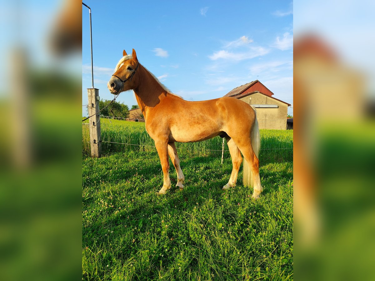 Haflinger Wallach 3 Jahre 152 cm Fuchs in Niederstetten