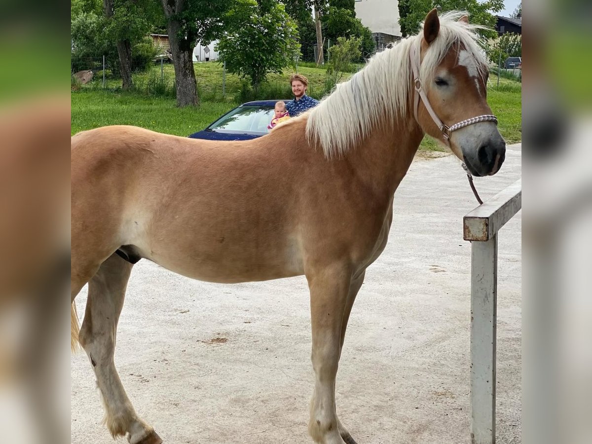 Haflinger Wallach 3 Jahre 152 cm Hellbrauner in AupointenOhlsdorf