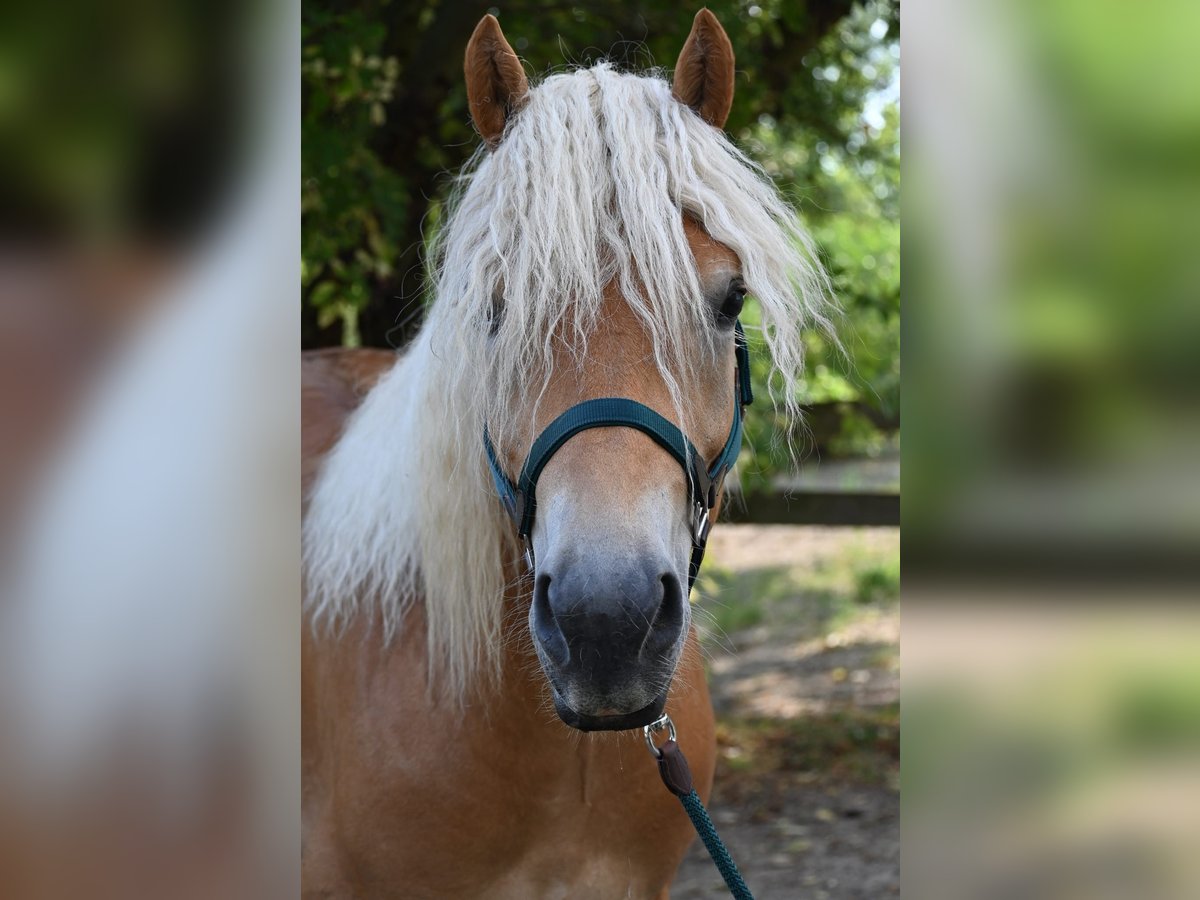 Haflinger Wallach 3 Jahre 153 cm in Stockerau
