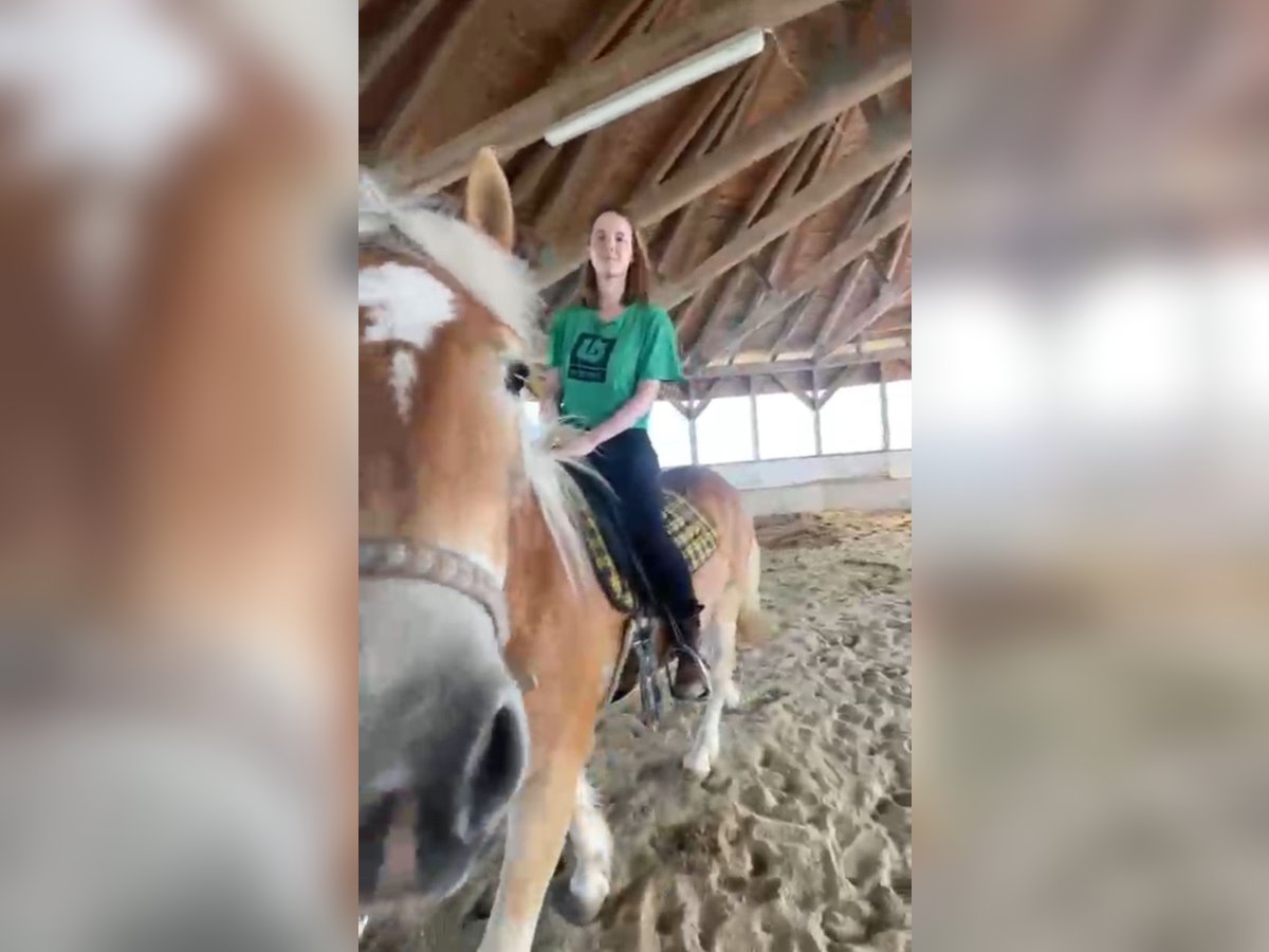 Haflinger Wallach 3 Jahre 153 cm Hellbrauner in R&#xF6;dleiten