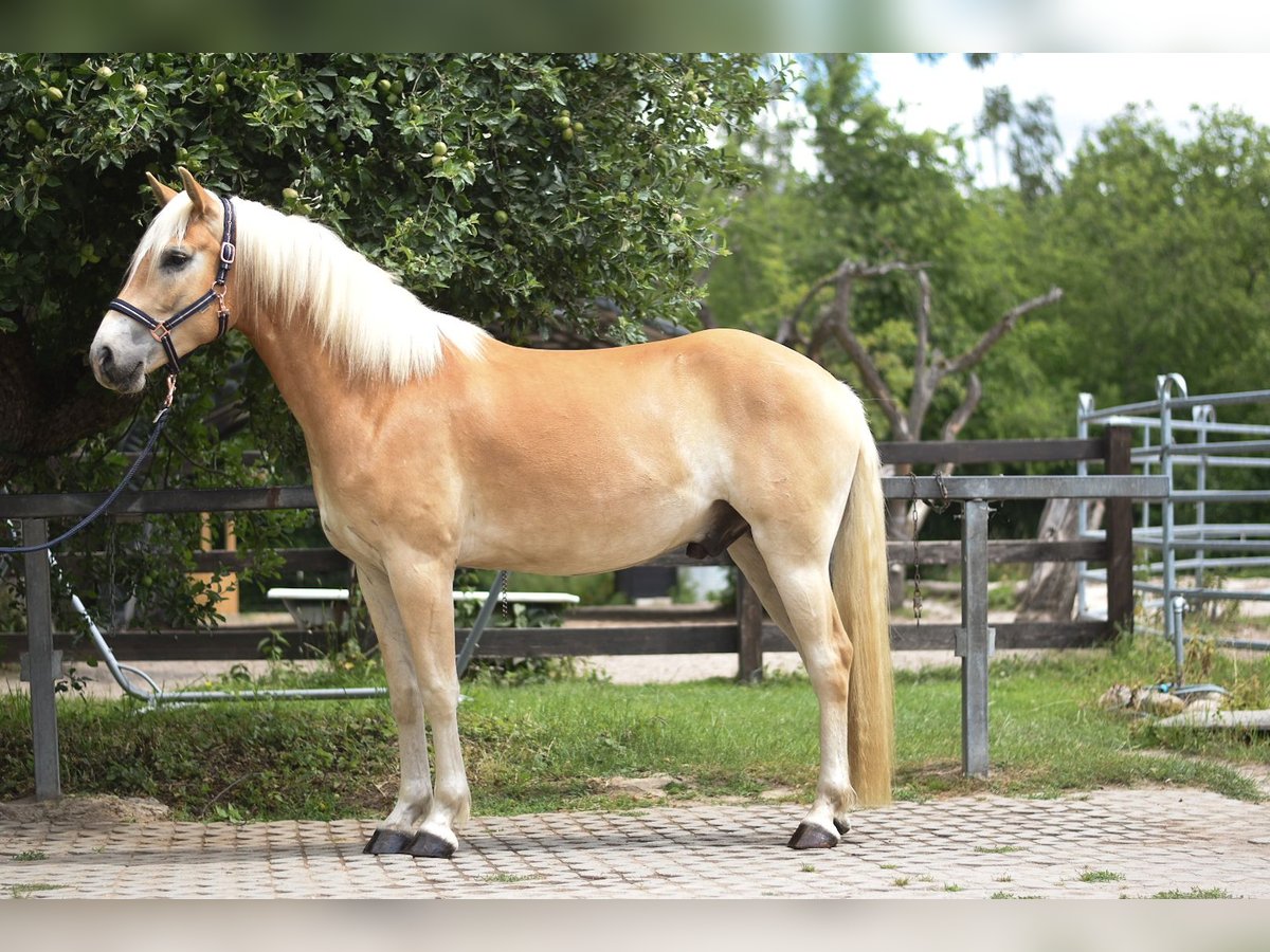 Haflinger Wallach 3 Jahre 157 cm in Bernau