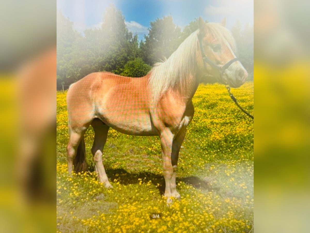 Haflinger Wallach 3 Jahre 158 cm Palomino in peer