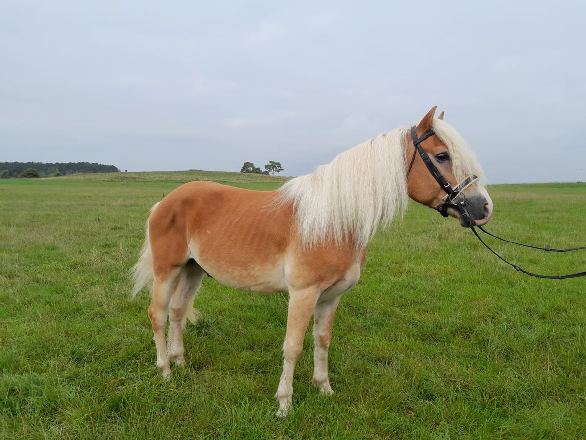 Haflinger Wallach 3 Jahre in Nettersheim