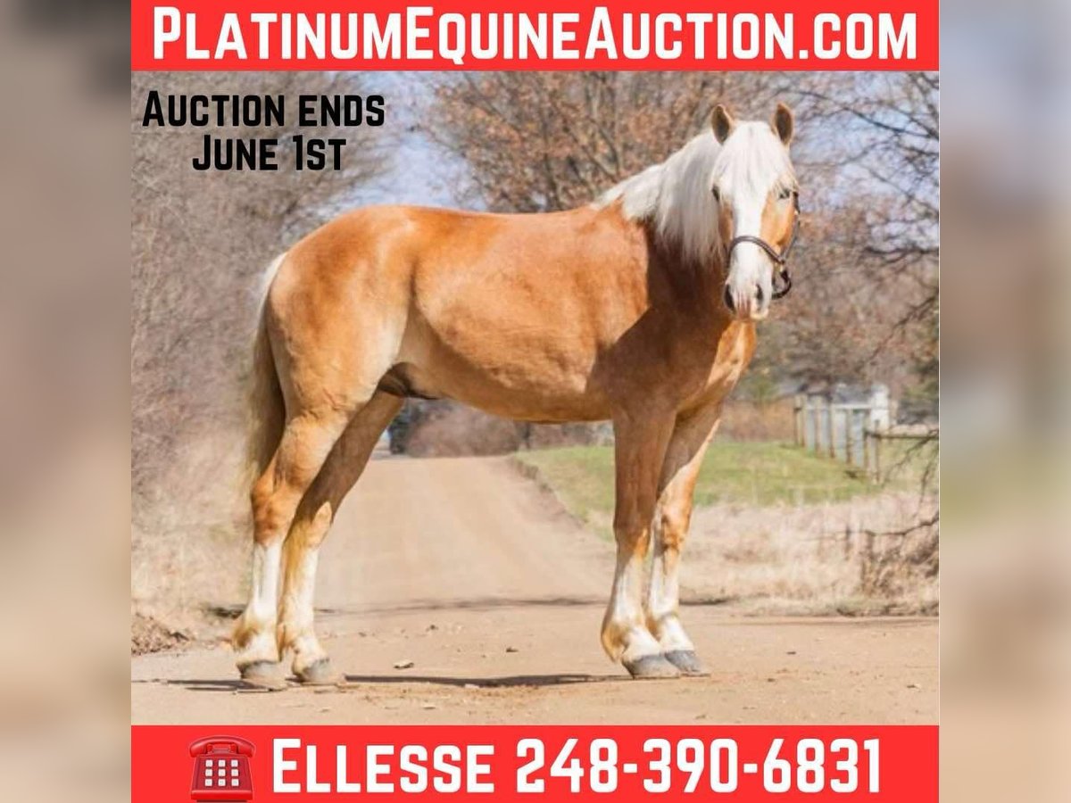 Haflinger Wallach 4 Jahre 145 cm Dunkelfuchs in Howell MI