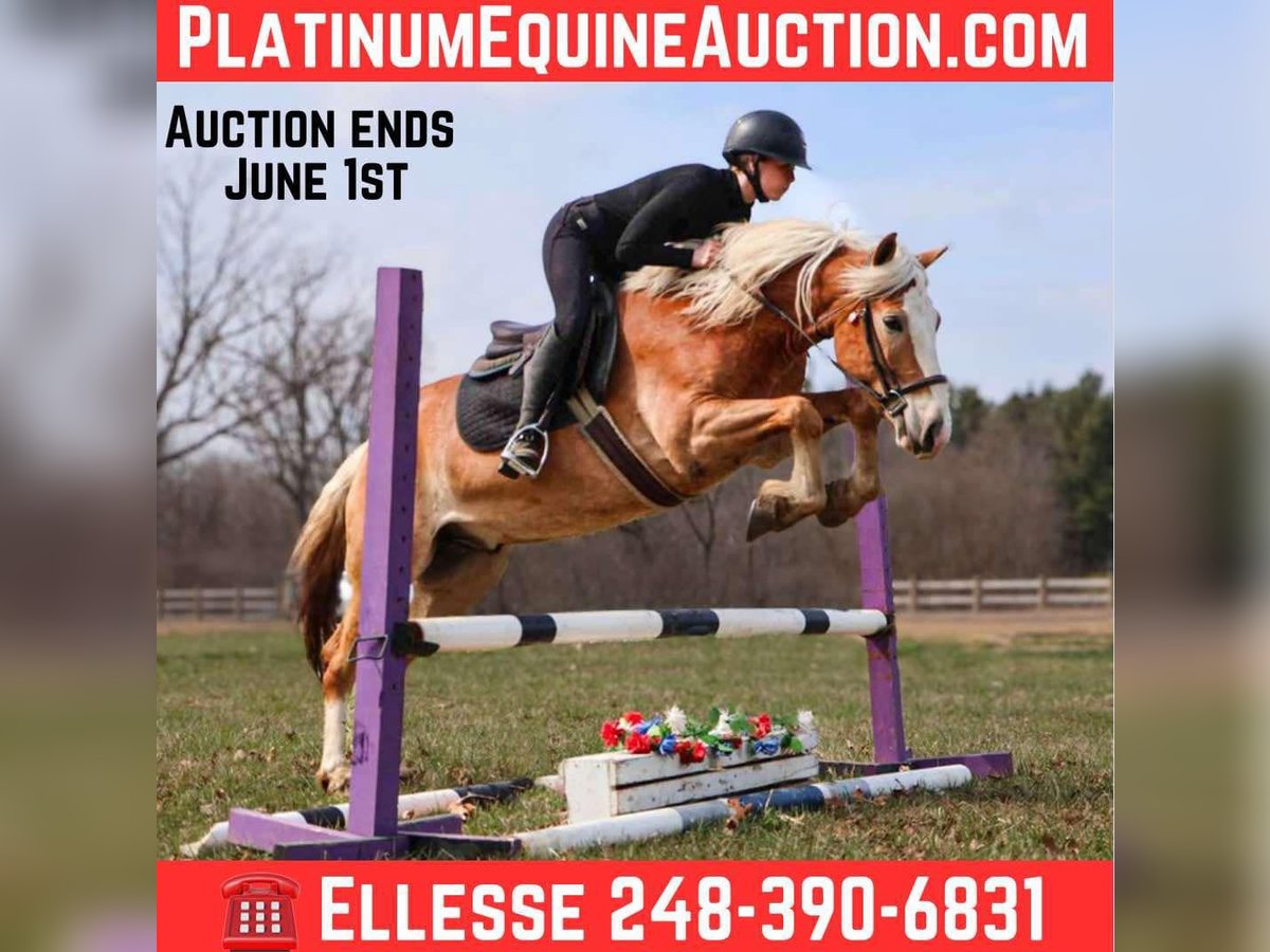 Haflinger Wallach 4 Jahre 145 cm Dunkelfuchs in HOwell MI