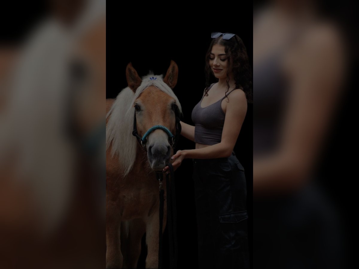 Haflinger Wallach 4 Jahre 145 cm Fuchs in Bia&#x142;a Podlaska