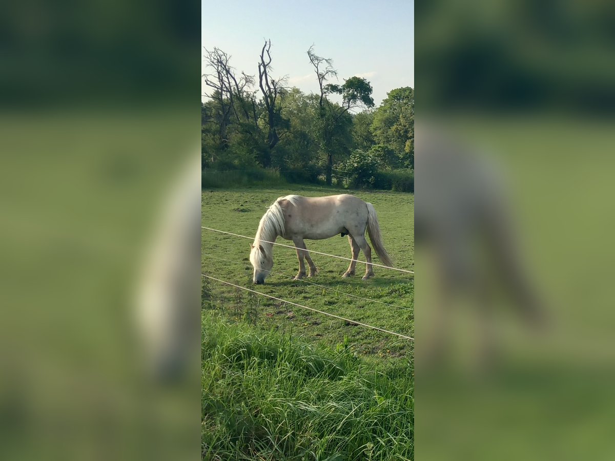 Haflinger Wallach 4 Jahre 147 cm Fuchs in Rheinbach