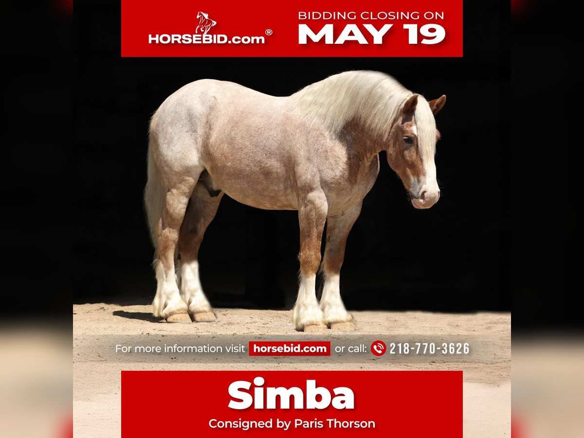 Haflinger Mix Wallach 4 Jahre 147 cm Roan-Red in Nevis, MN