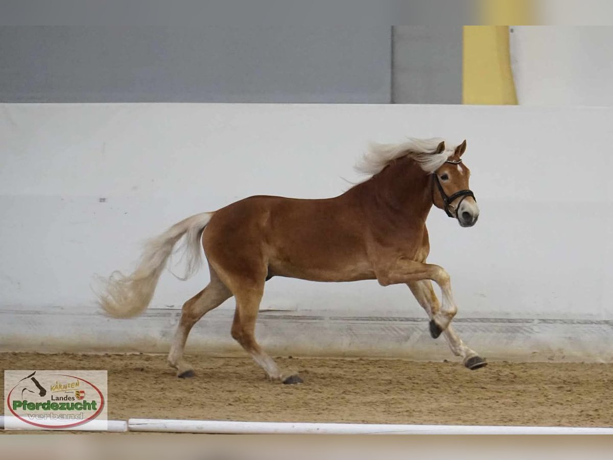 Haflinger Wallach 4 Jahre 148 cm Fuchs in Feistritz an der Gail