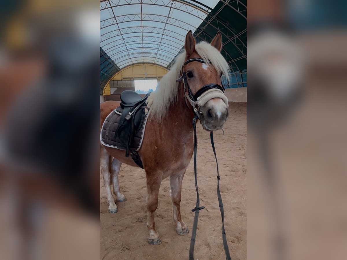 Haflinger Wallach 4 Jahre 148 cm Fuchs in Garsten
