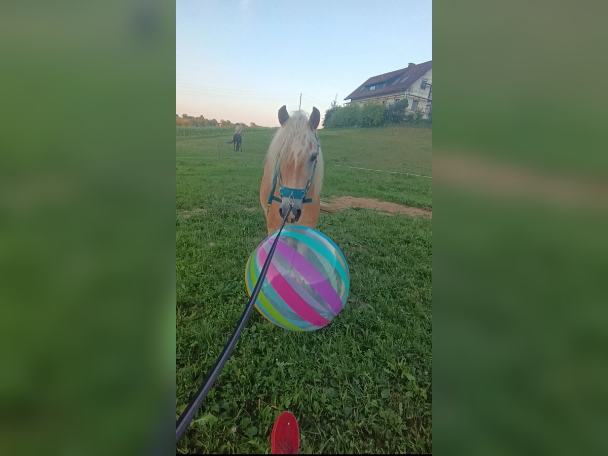 Haflinger Wallach 4 Jahre 148 cm Fuchs in Heiligenkreuz Am Waasen