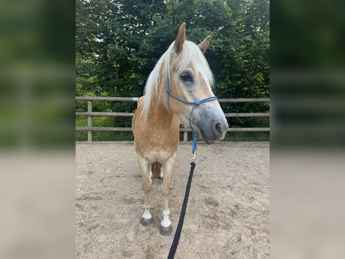 Haflinger Wallach 4 Jahre 148 cm Hellbrauner in Emersacker