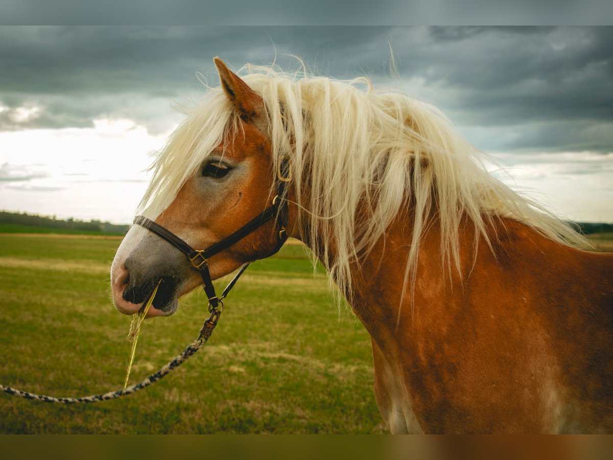 Haflinger Wallach 4 Jahre 150 cm in Bayreuth