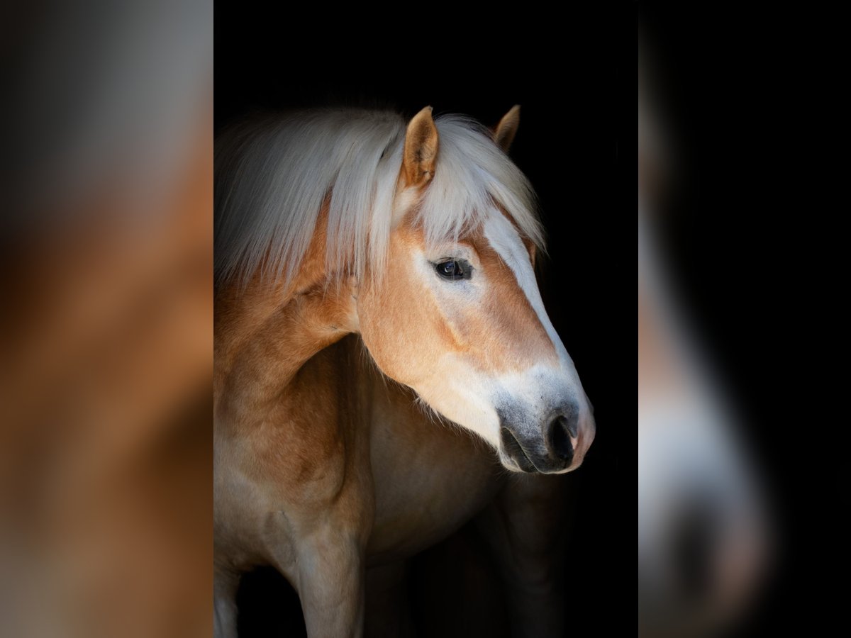 Haflinger Wallach 4 Jahre 150 cm in Distelberg